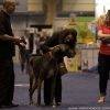 2024年加拿大宠物用品展览会<br>The National Pet Industry Show 2024 - 图片 4