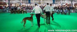 2024年波兰宠物用品和兽医展览会<br>Animals & Veterinary Days 2024 - 图片 5