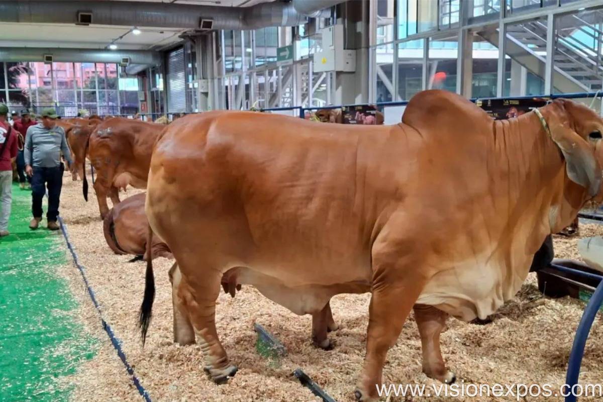 2026年哥伦比亚农业机械展览会<br>Agrofuturo 2026插图1 2026年哥伦比亚农业机械展览会<br>Agrofuturo 2026插图1