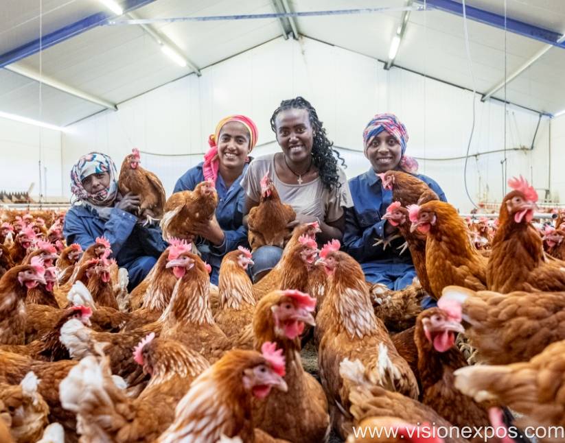2026年埃塞俄比亚种禽繁育畜禽屠宰加工设备展<br>ETHIOPIA POULTRY EXPO 2026插图1 2026年埃塞俄比亚种禽繁育畜禽屠宰加工设备展<br>ETHIOPIA POULTRY EXPO 2026插图1