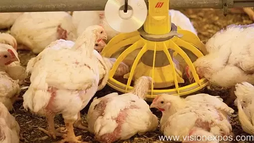 2027年孟加拉达卡国际家禽畜牧畜禽养殖及设备展<br>Poultry & Livestock Bangladesh 2027插图3 2027年孟加拉达卡国际家禽畜牧畜禽养殖及设备展<br>Poultry & Livestock Bangladesh 2027插图3
